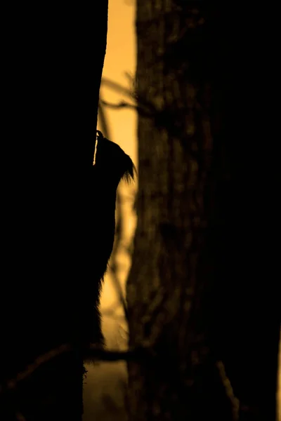Белка Дереве Кладбище Хогевине Нидерланды — стоковое фото