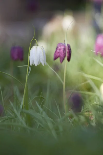 Hollanda Hoogeveen Deki Mezarlıkta Mor Beyaz Bir Çiçek — Stok fotoğraf