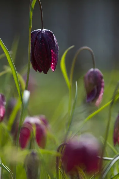 Hollanda Hoogeveen Deki Mezarlıkta Mor Kanat Çiçeği — Stok fotoğraf