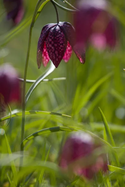 Purple lapwing flower at the cemetery in Hoogeveen, Netherland