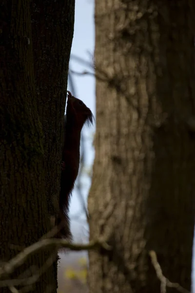 Eichhörnchen Baum Auf Friedhof Hoogeveen Niederlande — Stockfoto