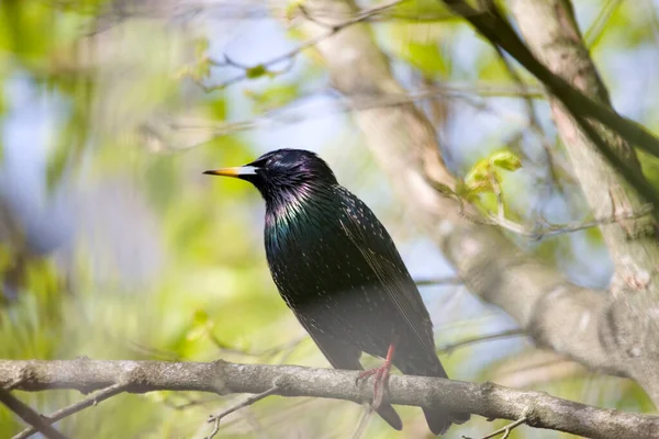 Starling Portréja Hollandiai Hoogeveen Temetőben — Stock Fotó