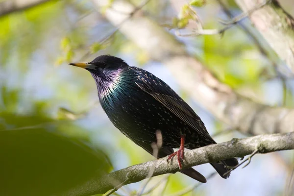 Starling Portréja Hollandiai Hoogeveen Temetőben — Stock Fotó