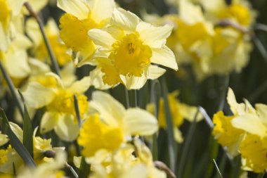 Ziyaretçi parkının yansıması Arnhem 'deki Sacr Coeur, Hollanda' daki bir gölette.