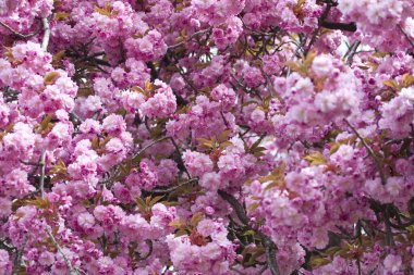 Hollanda, Arnhem 'de çiçek açan Japon kirazı.