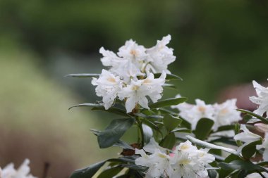 Hollanda Hoogeveen mezarlığında çiçek açmış beyaz Rhododendron.