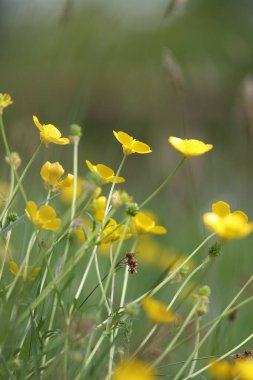 Hollanda Hoogeveen mezarlığında çiçek açan bir düğün çiçeği.