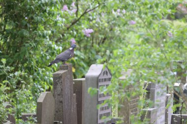 Hoogeveen, Hollanda 1 Mayıs 2022 'de Hollanda Hoogeveen mezarlığındaki mezar taşında güvercin oturuyor.