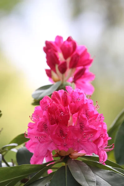 Pink Pontic Rhododendron Hoogeveen Cemetery Netherland —  Fotos de Stock