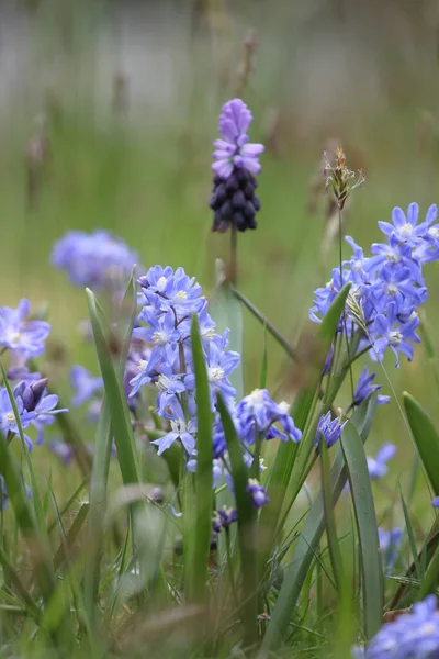 Flowering Grape Hyacinth Hoogeveen Cemetery Netherland — стоковое фото