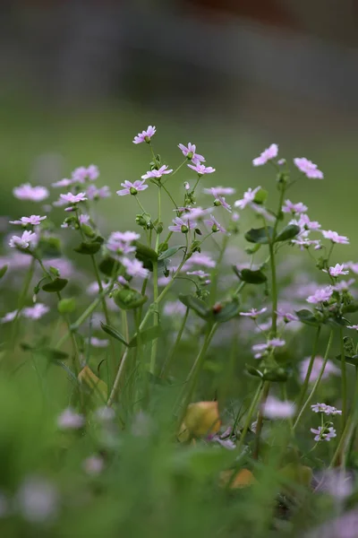 Blooming Pink Winter Purslane Hoogeveen Cemetery Netherland — Stock Photo, Image