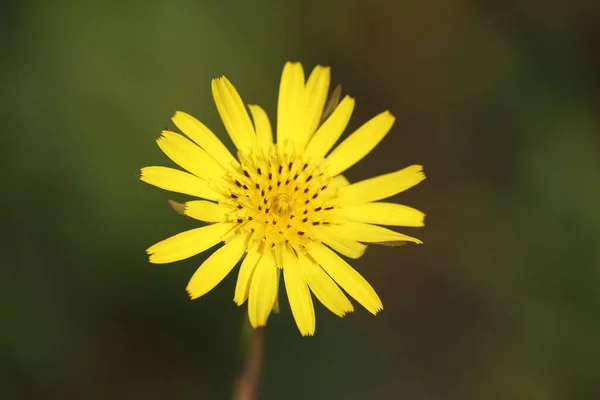 Estrela Manhã Oriental Florescente Barreira Ruído Longo A28 Hoogeveen Países — Fotografia de Stock