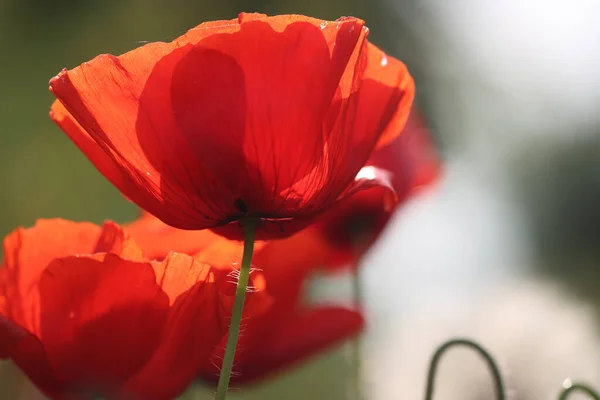 Blooming Poppy Noise Barrier A28 Hoogeveen Netherland — Stock Photo, Image