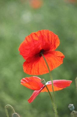 Hollanda Hoogeveen 'de A28 boyunca gürültü bariyerinde çiçek açan gelincik.