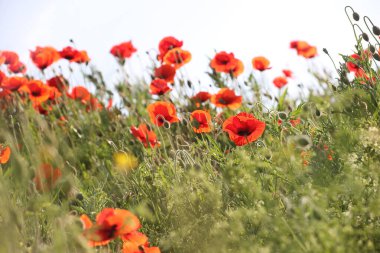 Hollanda Hoogeveen 'de A28 boyunca gürültü bariyerinde çiçek açan gelincik.