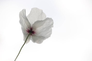 Hollanda Hoogeveen 'de A28 boyunca gürültü bariyerinde çiçek açan gelincik.