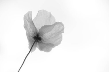 Hollanda Hoogeveen 'de A28 boyunca gürültü bariyerinde çiçek açan gelincik.