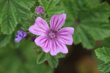 Hoogeveen, Hollanda 'da A28 boyunca gürültü bariyerinde büyük bir yosun tabakası