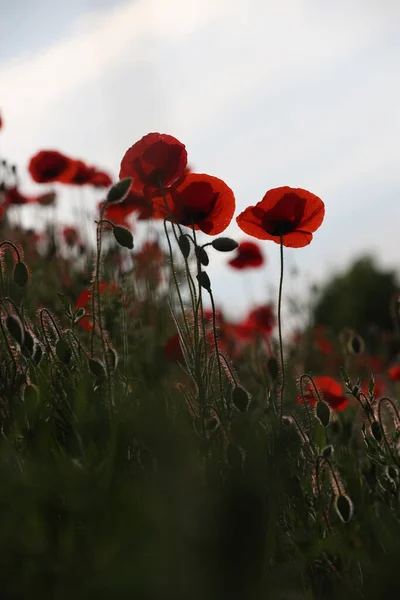 Blooming Poppy Noise Barrier A28 Hoogeveen Netherland — Stock Photo, Image