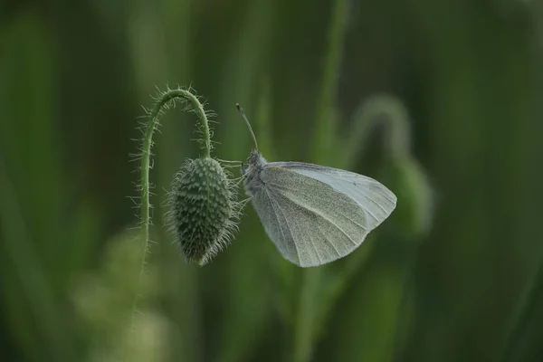 Repollo Blanco Una Planta Barrera Acústica Largo A28 Hoogeveen Holanda — Foto de Stock