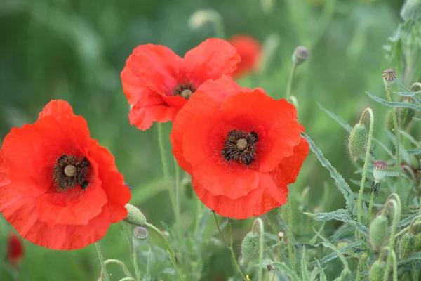 Hollanda Hoogeveen 'de A28 boyunca gürültü bariyerinde çiçek açan gelincik.