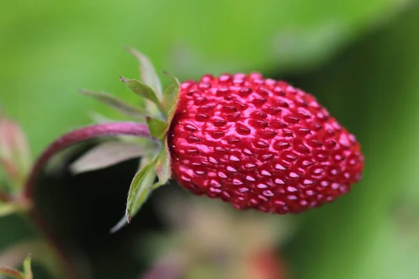 Fresa Silvestre Jardín Hoogeveen Países Bajos — Foto de Stock