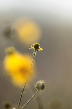 Hollanda Kremersdijkje 'de düğün çiçeği kalıntıları.