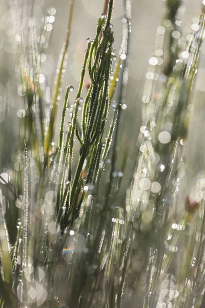 Grass Rowdrops Kremersdijkje Netherlands — Stock fotografie