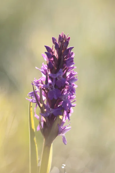 Orquídea Reed Kremersdijkje Países Baixos — Fotografia de Stock