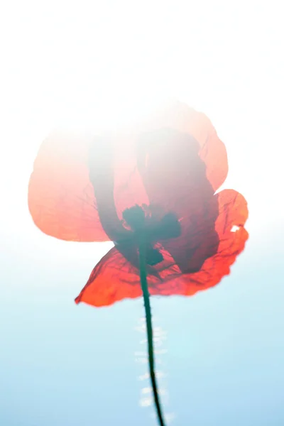 Flower Poppy Kremersdijkje Netherland — Stock Photo, Image