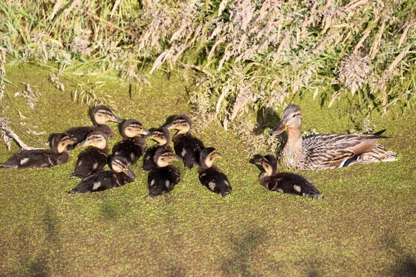 Mallard Duck Chicks Kremersdijkje Netherland — Stock Photo, Image