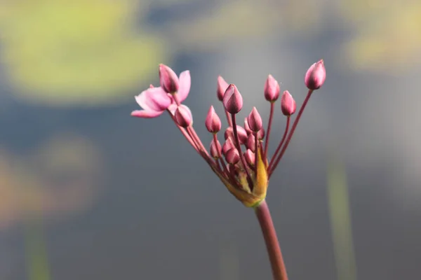 Hollanda Kremersdijkje Kuğu Çiçeği — Stok fotoğraf