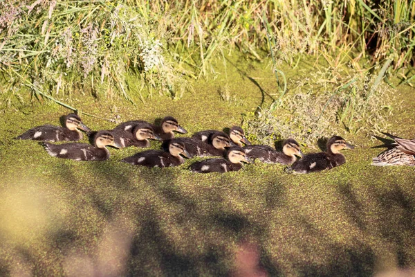 Mallard Duck Chicks Kremersdijkje Netherland — Stock Photo, Image