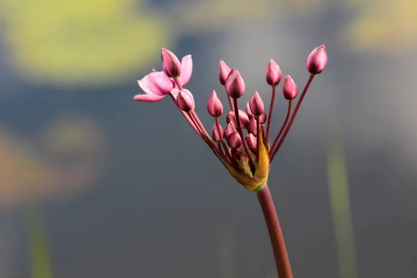Hollanda Kremersdijkje Kuğu Çiçeği — Stok fotoğraf