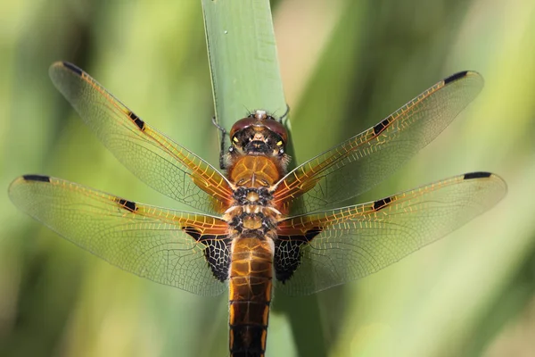 Four Spot Dragonfly Kremersdijkje Netherland — Stock Photo, Image
