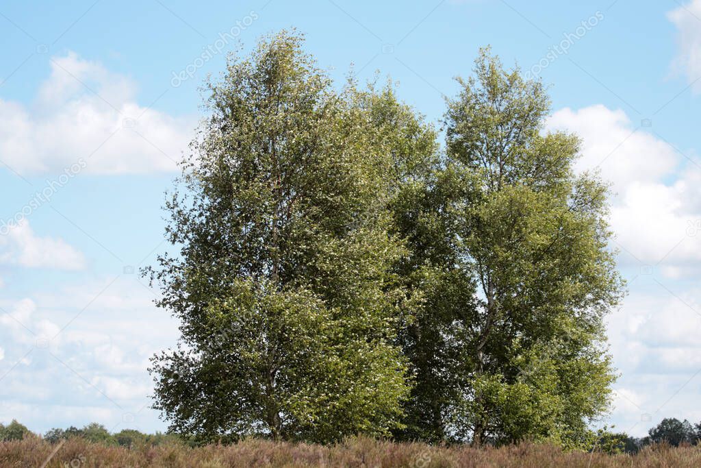 Birches on the heath in Gees Forestry, the Netherland