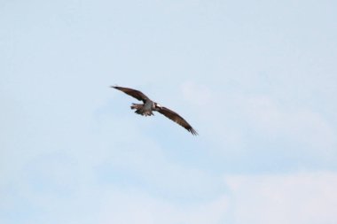 Veeningerplas, Hollanda... 12 Haziran 2022: Osprey 'i Veeningerplas üzerinde avlamak, Hollanda