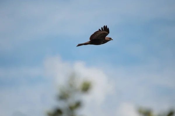 Ιπτάμενος Γερακίνα Πάνω Από Τις Veeningerplas Ολλανδία — Φωτογραφία Αρχείου
