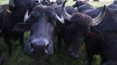 Pesse, Hollanda - 15 Haziran 2022: Pesse, Hollanda 'da çayırdaki su bufalosu