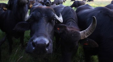 Pesse, Hollanda - 15 Haziran 2022: Pesse, Hollanda 'da çayırdaki su bufalosu