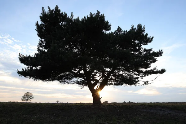 Scots Pine Sunset Dwingelderveld Netherland — Stock Photo, Image