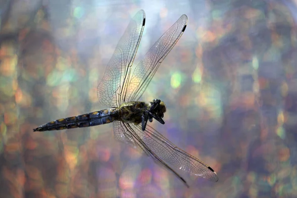 Extreme Macro Photo Dead Dragonfly Netherland — Stock Photo, Image