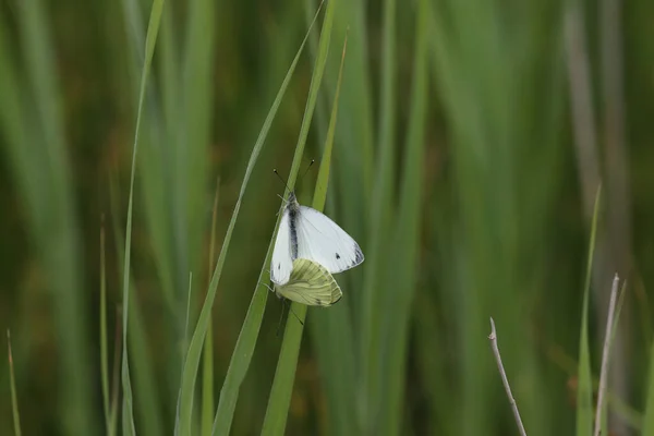 Mating Small Veined White Oude Kene Hoogeveen Netherlands — Stock fotografie
