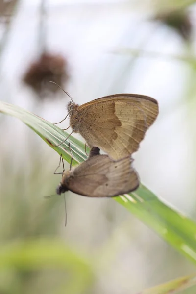 Mating Brown Sand Eyes Oude Kene Hoogeveen Netherland — Stockfoto