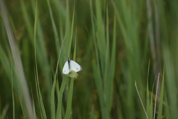 Hollanda Hoogeveen Deki Oude Kene Çiftleşen Küçük Damarlı Beyaz — Stok fotoğraf