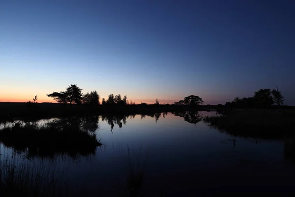 Piscine Tourbe Avec Pins Écossais Dwingelderveld Pays Bas — Photo