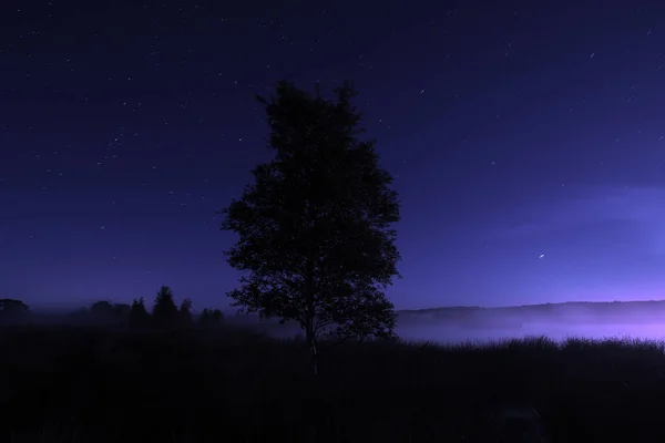 Foto Nocturna Dwingelderveld Con Abedul Bajo Cielo Estrellado Holanda — Foto de Stock