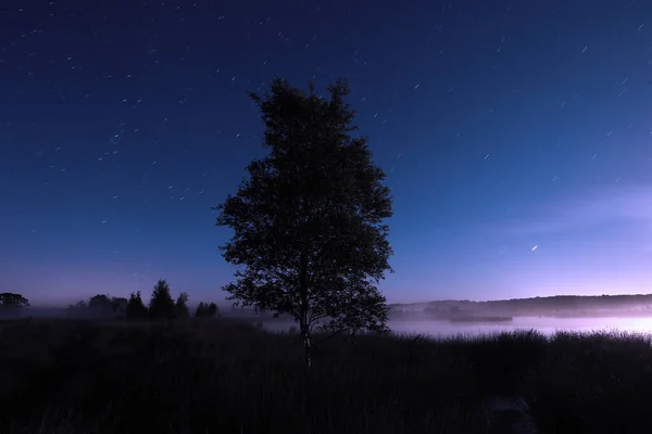 Noční Záběr Dwingelderveldu Břízou Pod Hvězdnou Oblohou Nizozemí — Stock fotografie