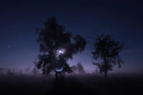 Night Shot Dwingelderveld Moon Birches Starry Sky Netherland — Zdjęcie stockowe