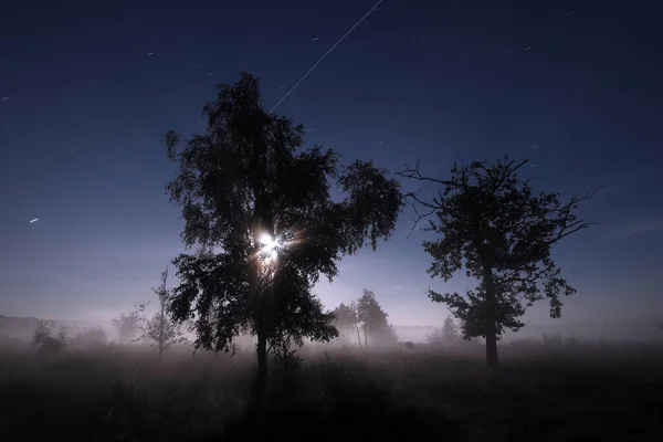 Night Shot Dwingelderveld Moon Birches Starry Sky Netherland — Zdjęcie stockowe